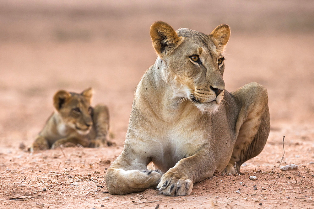 Lioness with cub (Panthera leo), Kgalagadi Transfrontier Park, South Africa, Africa