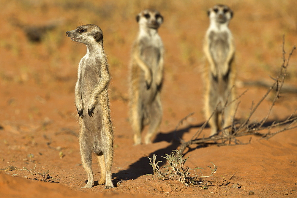 Meerkat (Suricata suricatta), Kgalagadi Transfrontier Park, Northern Cape, South Africa, Africa