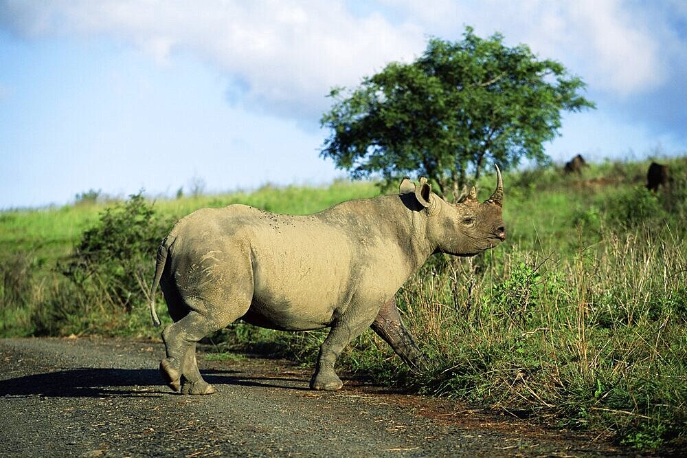 Black rhinoceros (rhino), Ceratotherium simum, Itala Game Reserve, Kwazulu-Natal, South Africa, Africa