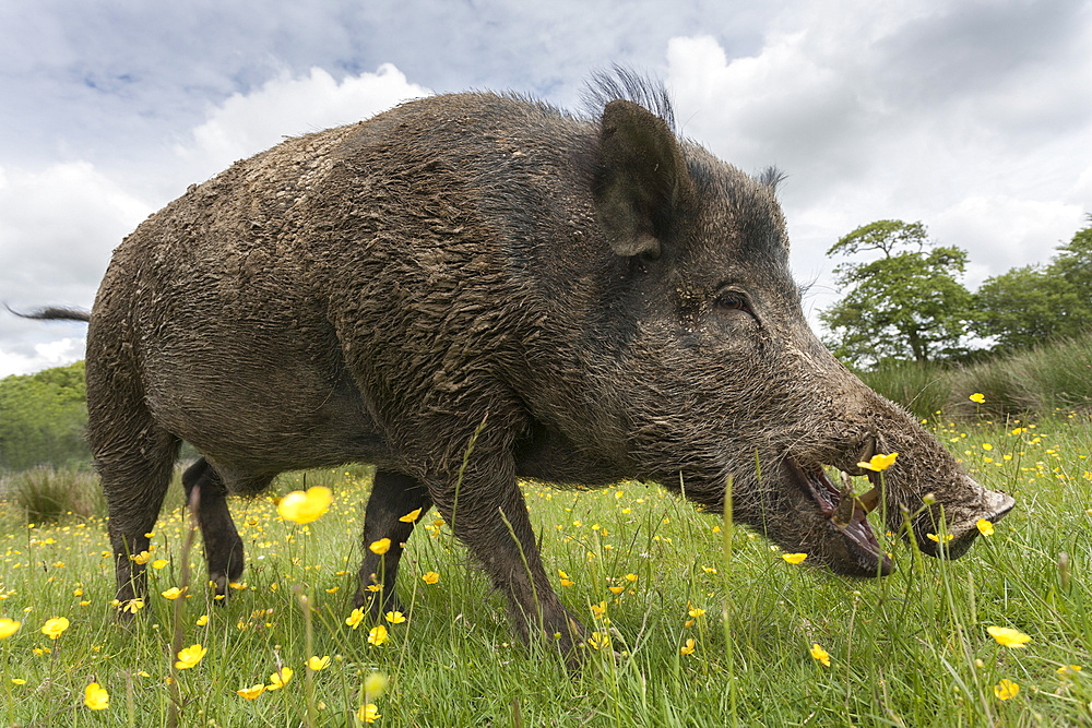 Wild boar (Sus scrofa), captive, United Kingdom, Europe