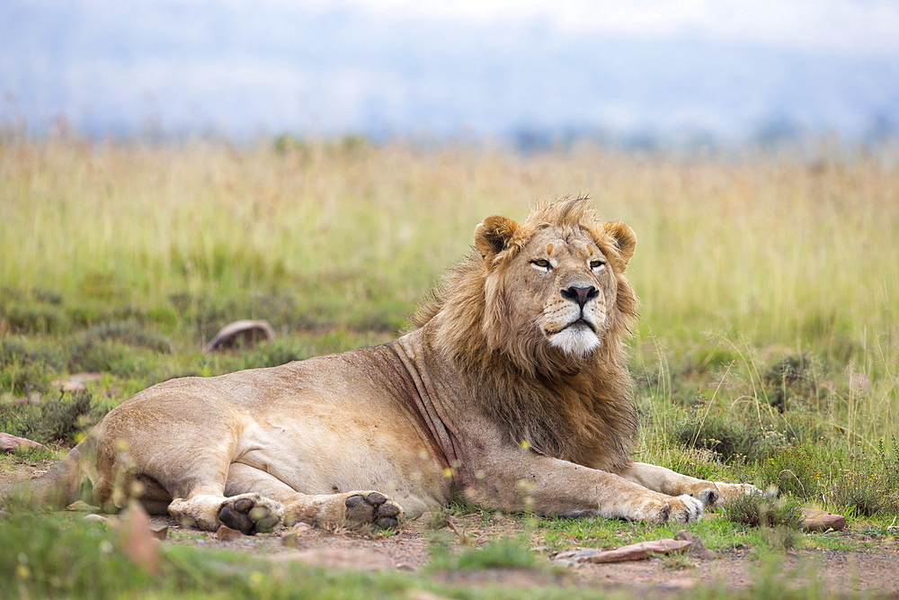 Lion (Panthera leo), Mountain Zebra National Park, Eastern Cape, South Africa, Africa