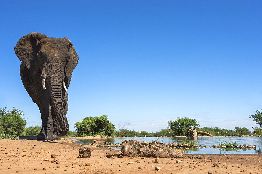 African elephant (Loxodonta africana) at waterhole, Madikwe Game Reserve, North West Province, South Africa, Africa