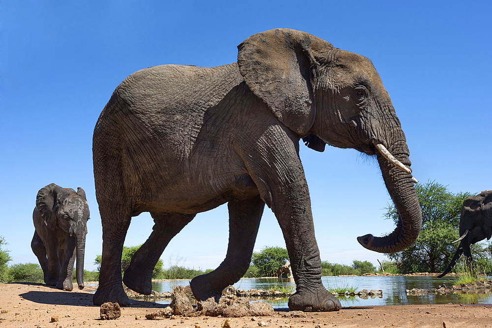 African elephants (Loxodonta africana) at waterhole, Madikwe Game Reserve, North West Province, South Africa, Africa