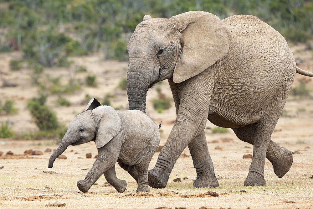 African elephant (Loxodonta africana) and calf, running to water, Addo Elephant National Park, South Africa, Africa