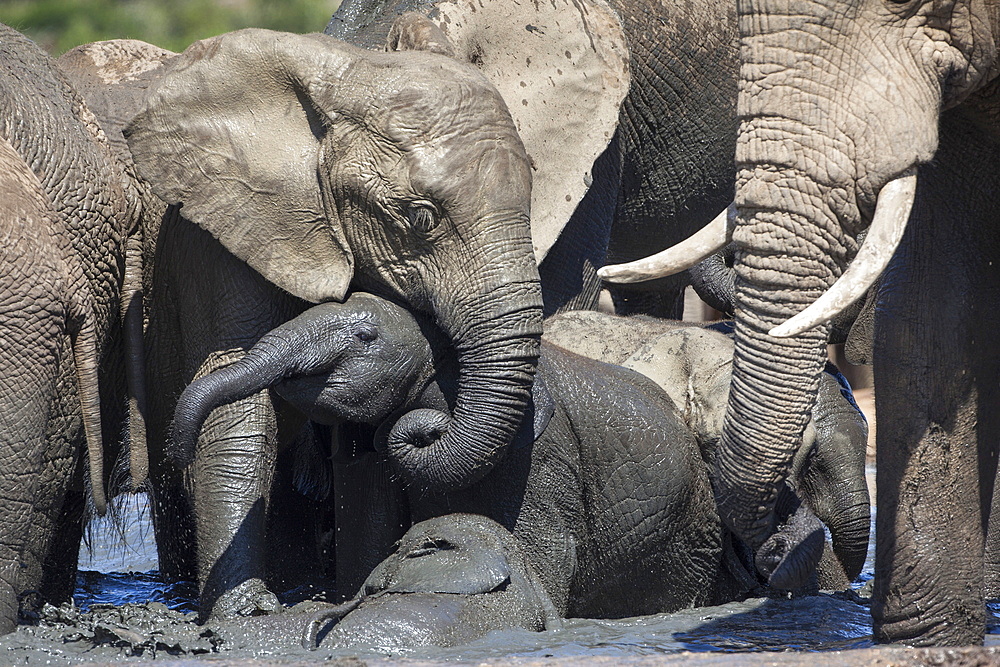 African elephant babies (Loxodonta africana) playing in Hapoor waterhole, Addo Elephant National Park, South Africa, Africa