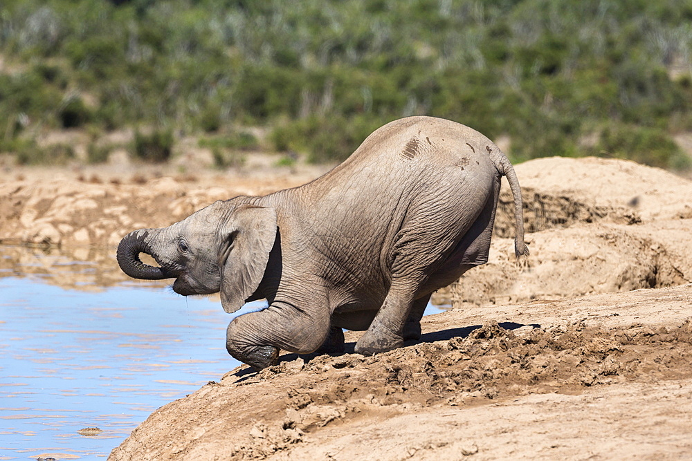 African baby elephant drinking (Loxodonta africana) at Hapoor waterhole, Addo Elephant National Park, Eastern Cape, South Africa, Africa