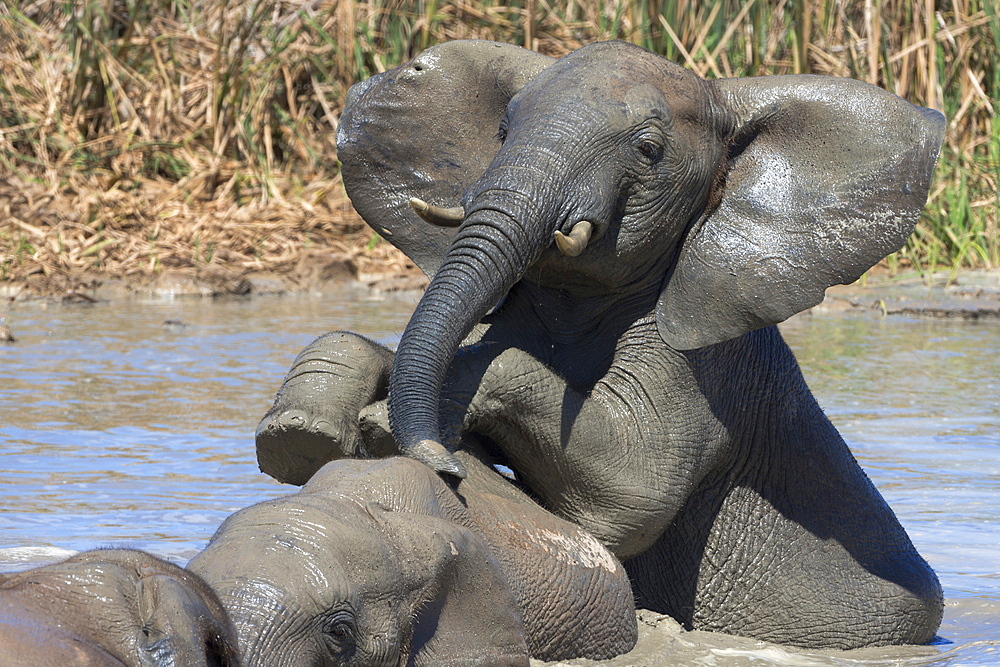 African elephants (Loxodonta africana) drinking and bathing at Hapoor waterhole, Addo Elephant National Park, Eastern Cape, South Africa, Africa