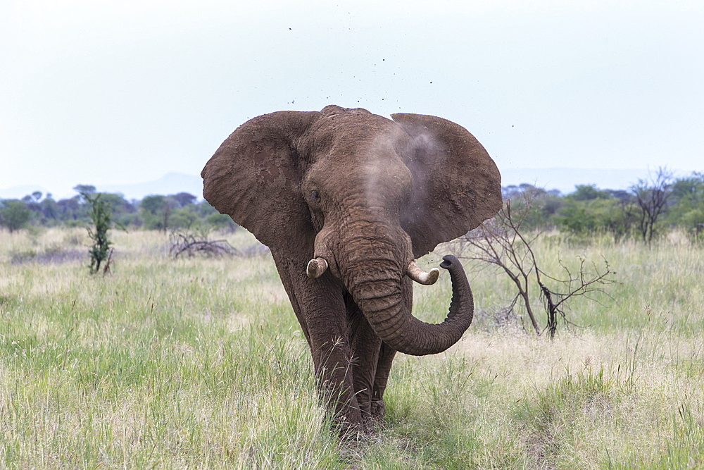 African elephant (Loxodonta africana) bull, Madikwe Reserve, South Africa, Africa