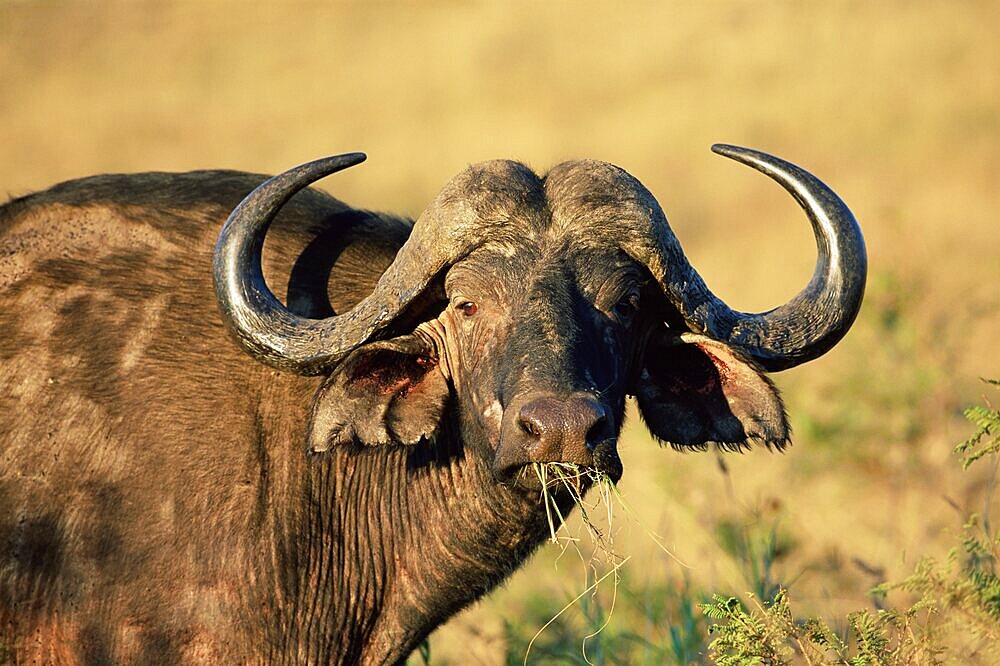 Buffalo, Syncerus caffer, Hluhluwe Game Reserve, Kwazulu-Natal, South Africa, Africa