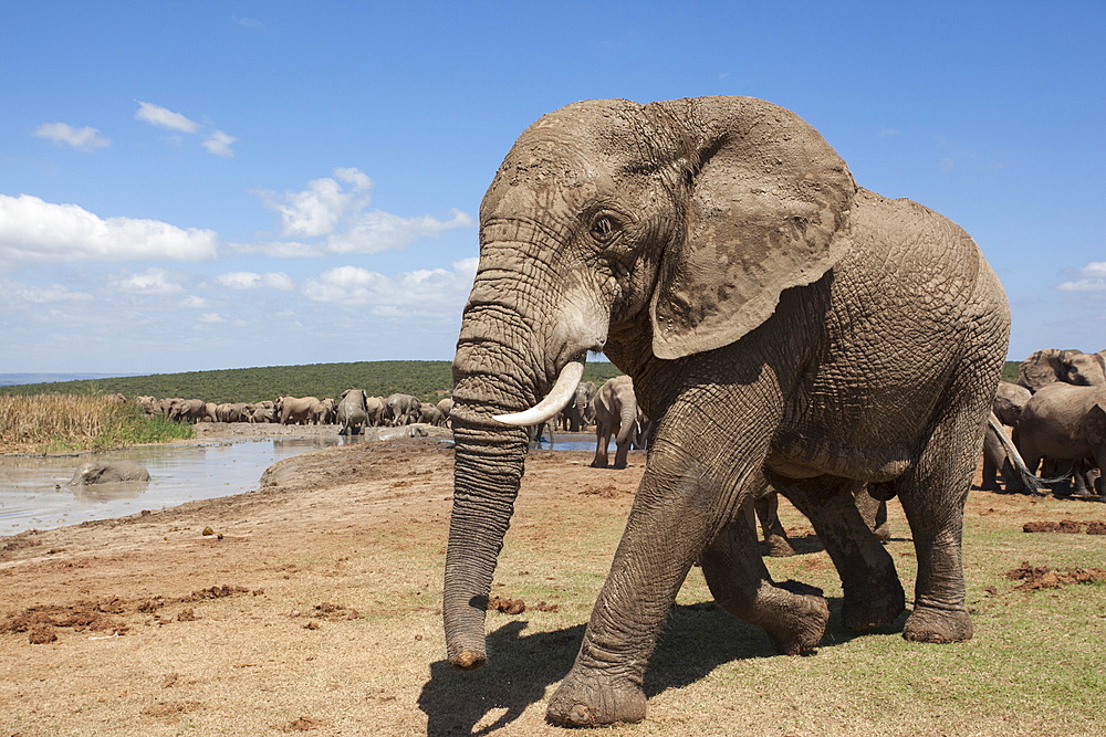 African elephants (Loxodonta africana) at Hapoor waterhole, Addo Elephant National Park, South Africa, Africa