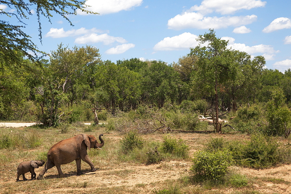 African elephants (Loxodonta africana) heading off from the  water, Madikwe reserve, North West Province, South Africa, Africa