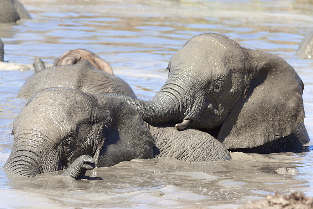 Elephants (Loxodonta africana) playing in water, Addo Elephant National Park, South Africa, Africa