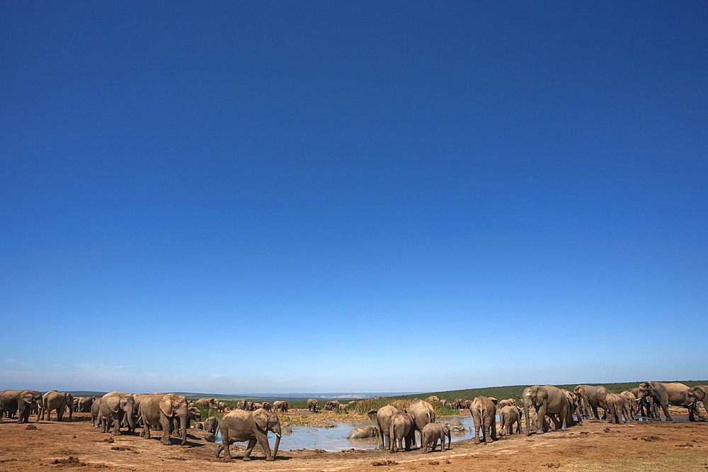 Elephants (Loxodonta africana) at water, Addo Elephant National Park, South Africa, Africa