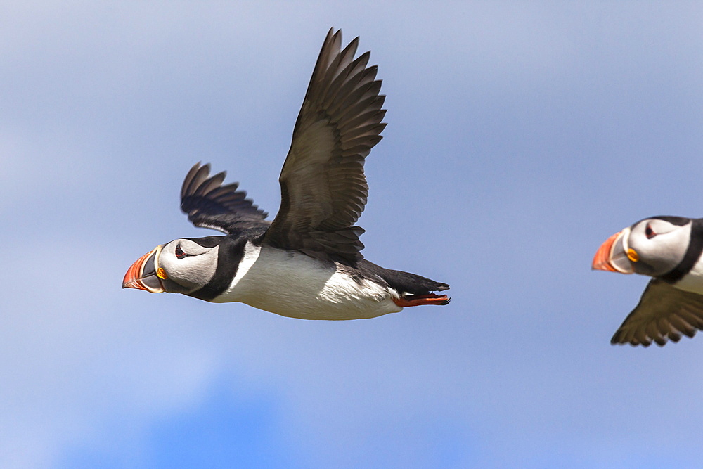 Puffin (Fratercula arctica) flying, Farne Islands, Northumberland, England, United Kingdom, Europe