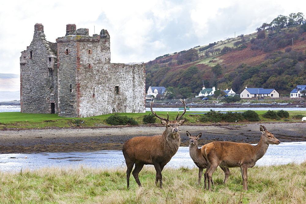 Red deer, Lochranza, Isle of Arran, Scotland, United Kingdom, Europe