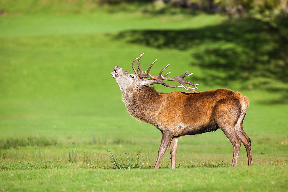 Red deer stag (Cervus elaphus) roaring, Arran, Scotland, United Kingdom, Europe