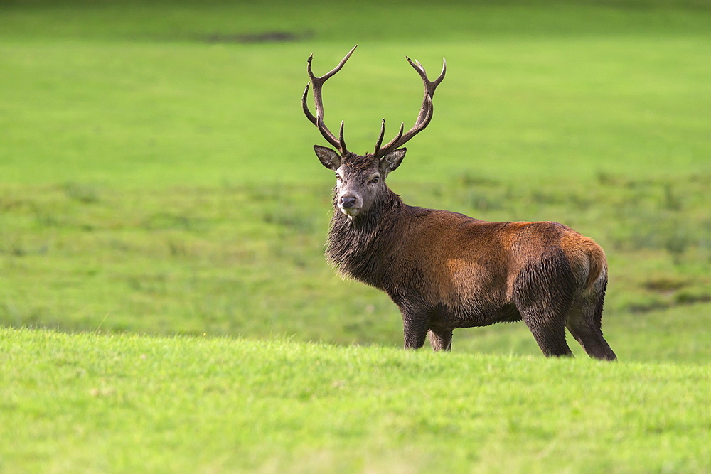 Red deer stag (Cervus elaphus), Arran, Scotland, United Kingdom, Europe