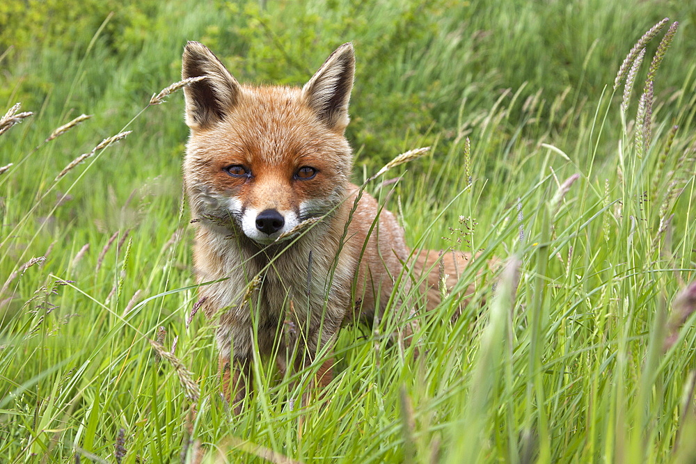 Red fox (Vulpes vulpes) captive, United Kingdom, Europe