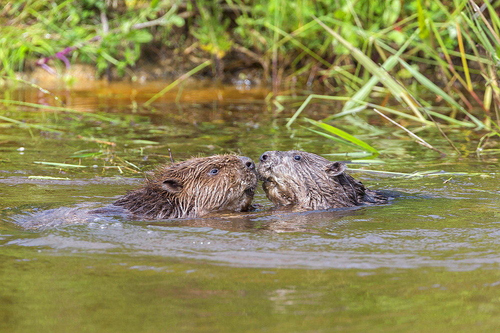 Eurasian beavers (Castor fiber), captive in breeding programme, United Kingdom, Europe