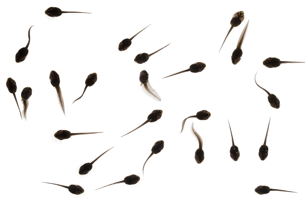 Tadpoles of common frog (Rana temporaria), United Kingdom, Europe