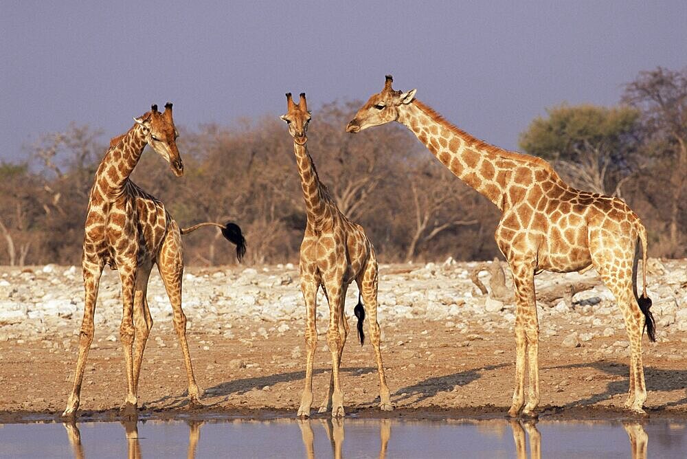 Three giraffe, Giraffa camelopardalis, at waterhole, Etosha National Park, Namibia, Africa