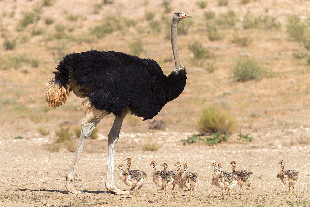 Ostrich (Struthio camelus) male with chicks, Kgalagadi Transfrontier Park, Northern Cape, South Africa, Africa