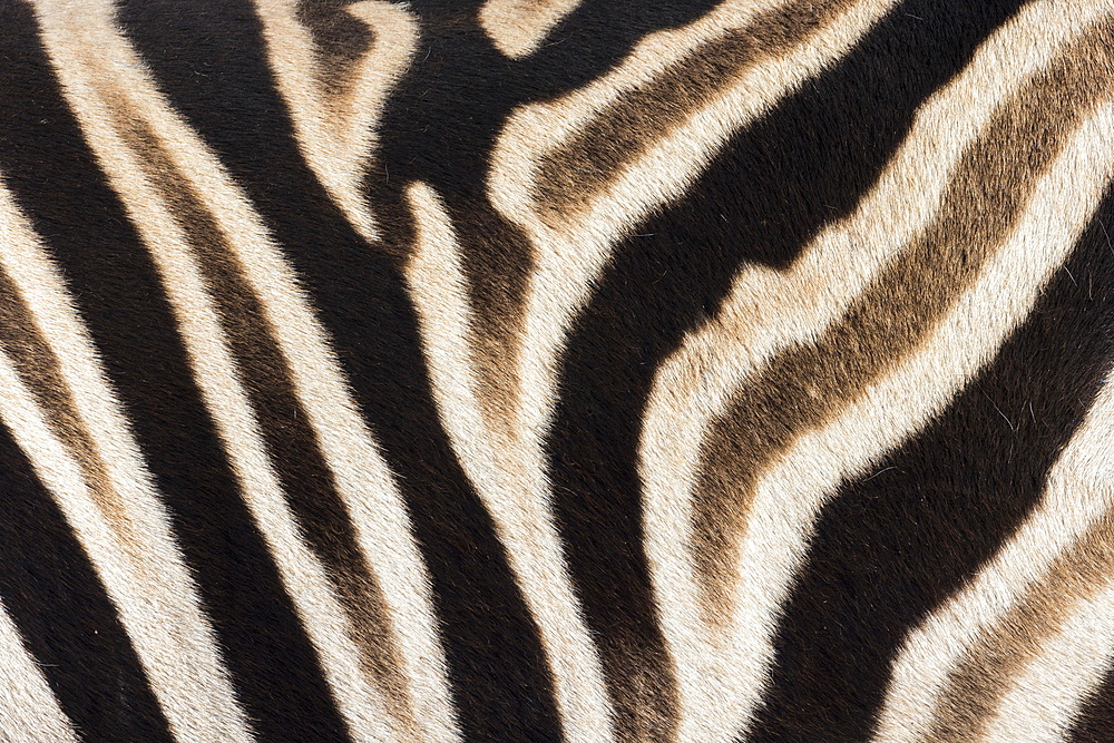 Plains zebra (Equua quagga burchelli) stripe pattern detail showing shadow stripe, South Africa, Africa