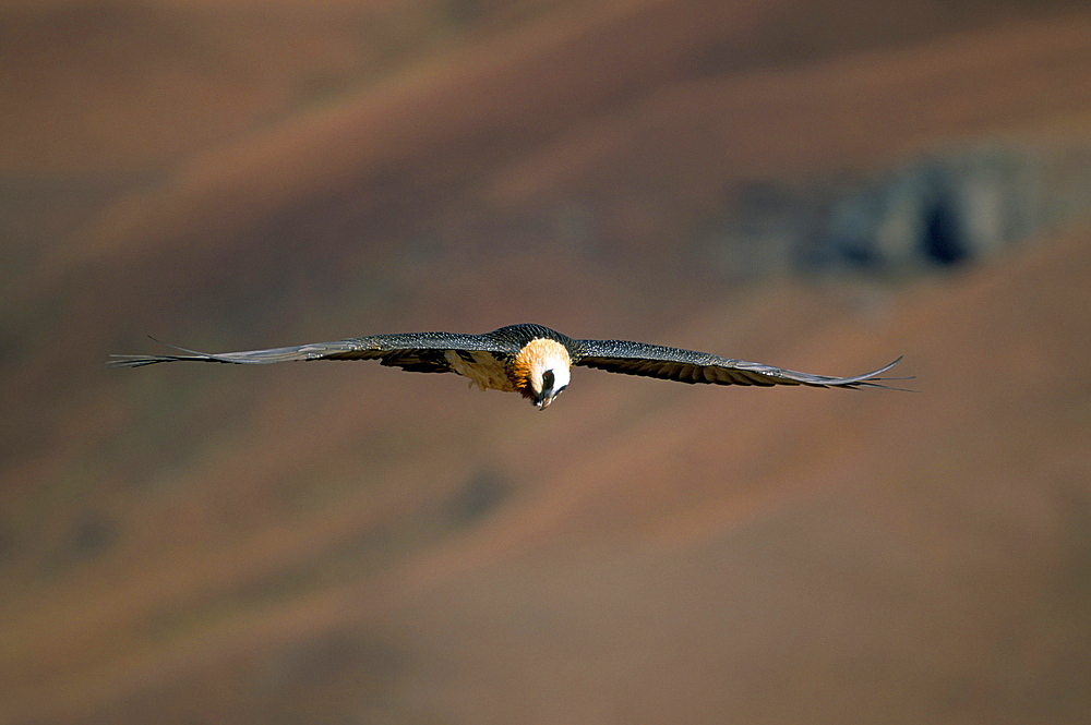 Lammergeier (bearded vulture) (Gypaetus barbatus) in flight, Giant's Castle, KwaZulu Natal, South Africa, Africa