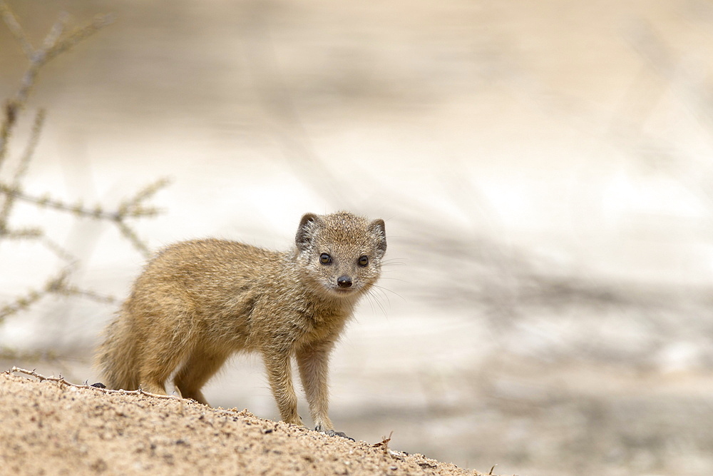 Baby yellow mongoose (Cynictis penicillata), Kgalagadi Transfrontier Park, Northern Cape, South Africa, Afruca