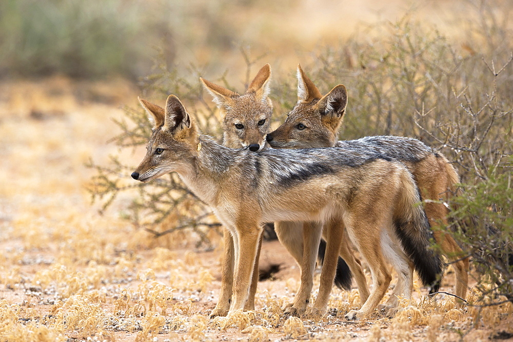 Blackbacked jackals (Canis mesomelas), Kgalagadi Transfrontier Park, South Africa, Africa