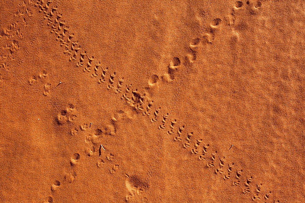 Small animal tracks in sand, Tok Tokkie trail, NamibRand nature reserve, Namibia, Africa