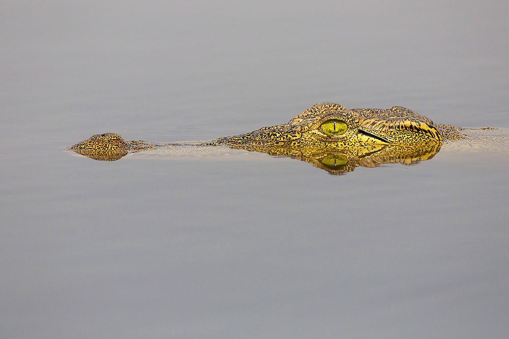 Nile crocodile (Crocodylus niloticus) in the Chobe River, Botswana, Africa