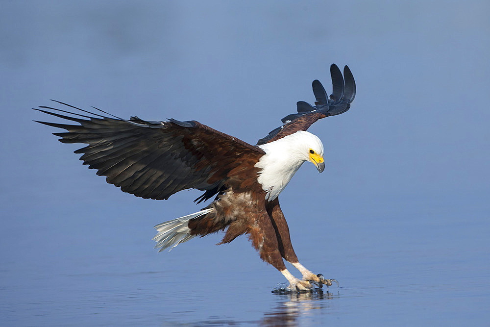 African fish eagle (Haliaeetus vocifer) fishing, Chobe National Park, Botswana, Africa