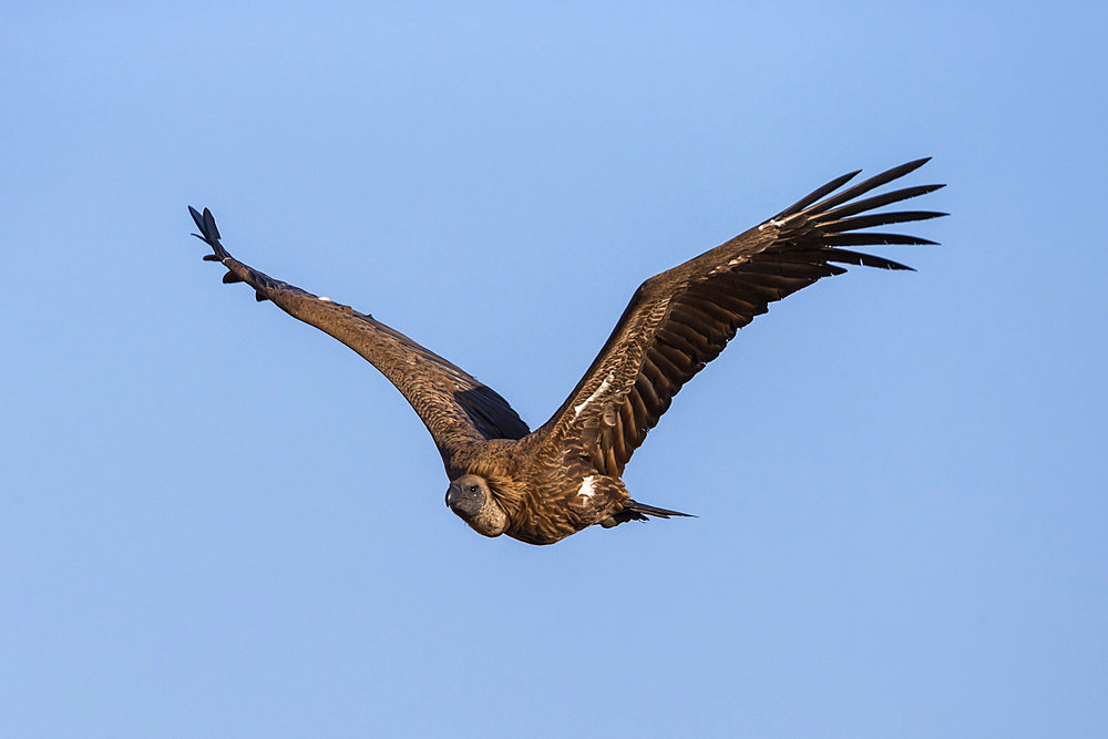 Whitebacked vultures (Gyps africanus), Kruger National Park, South Africa, Africa