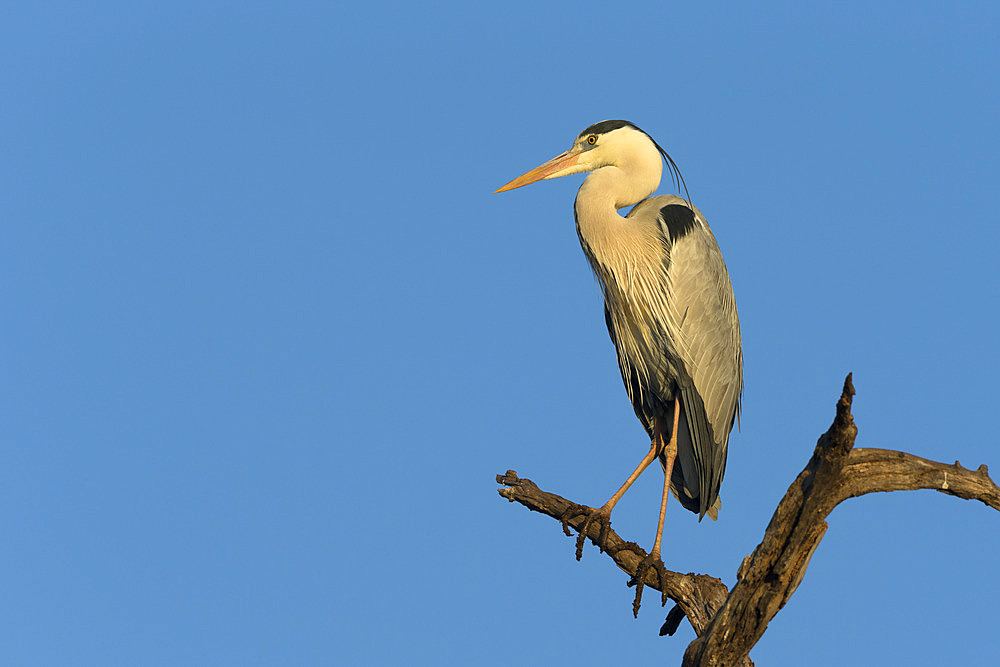 Grey heron (Ardea cinerea), Kruger National Park, South Africa, Africa