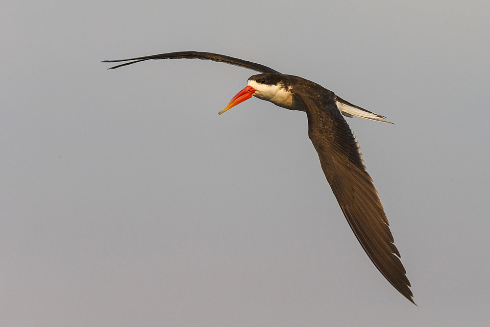 African skimmer (Rynchops flavirostris), in flight, Chobe National Park, Botswana, Africa