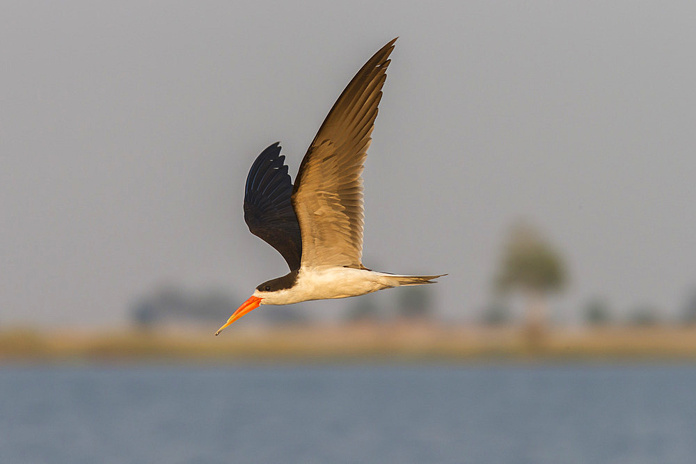 African skimmer (Rynchops flavirostris), in flight, Chobe National Park, Botswana, Africa