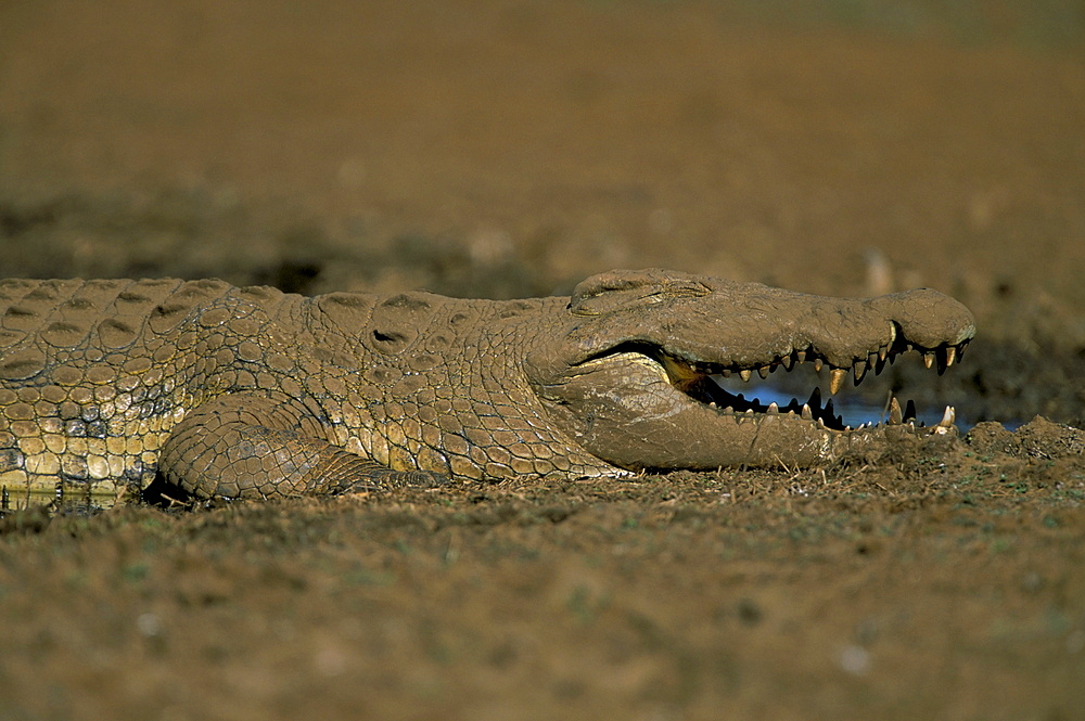 Nile crocodile (Crocodylus niloticus), Kruger National Park, South Africa, Africa