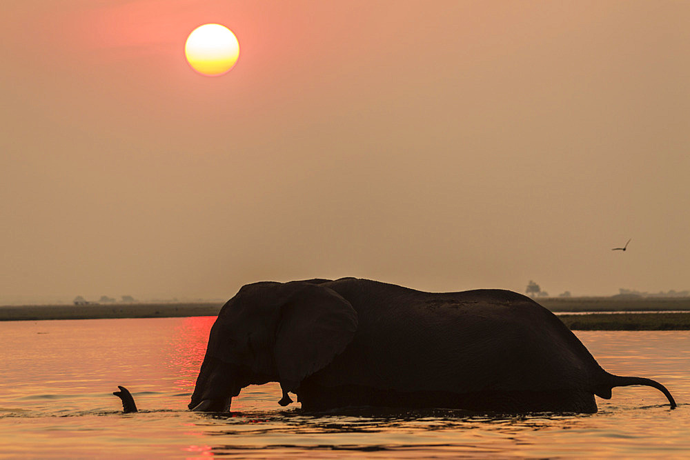 African elephant at sunset (Loxodonta africana), Chobe national park, Botswana, Africa