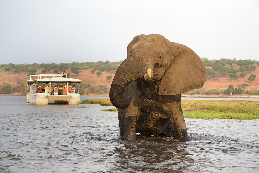 African elephant (Loxodonta africana) and tourists, Chobe National Park, Botswana, Africa