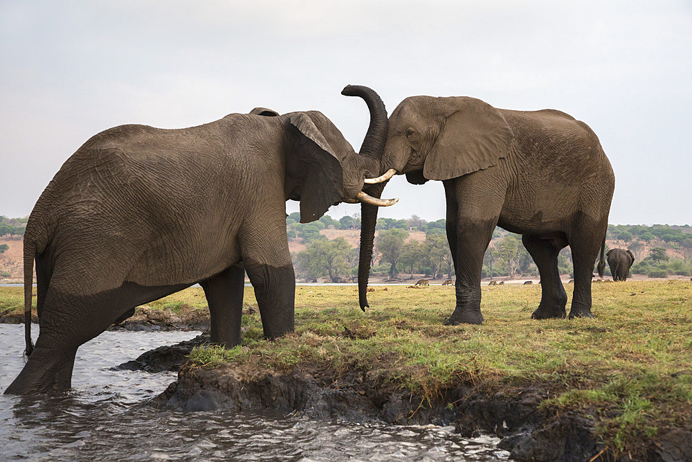 African elephants (Loxodonta africana), Chobe National Park, Botswana, Africa