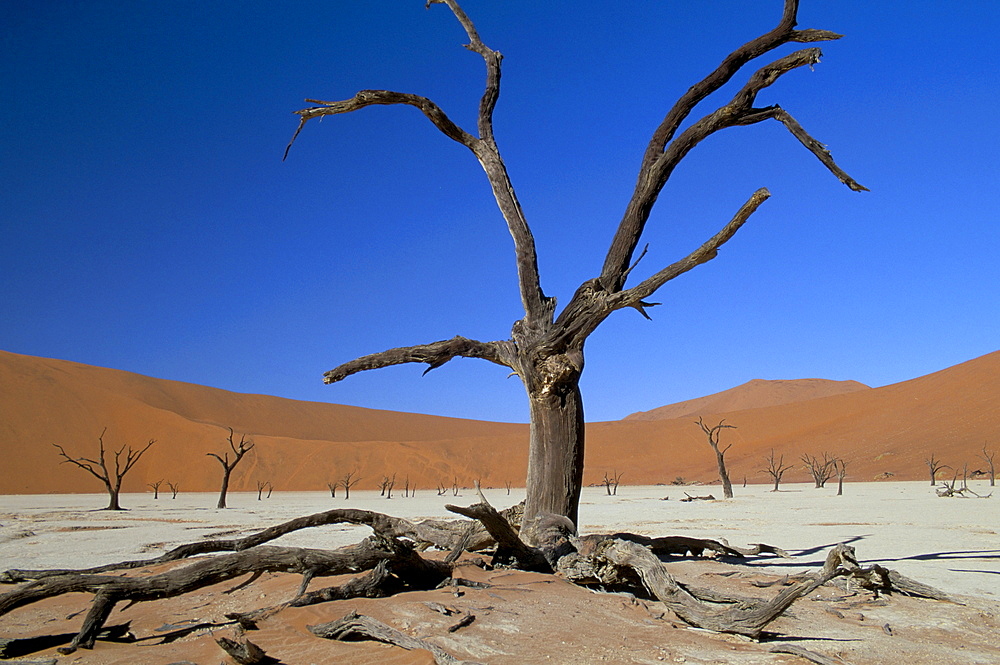 Dead Vlei, Sossusvlei dune field, Namib-Naukluft Park, Namib Desert, Namibia, Africa