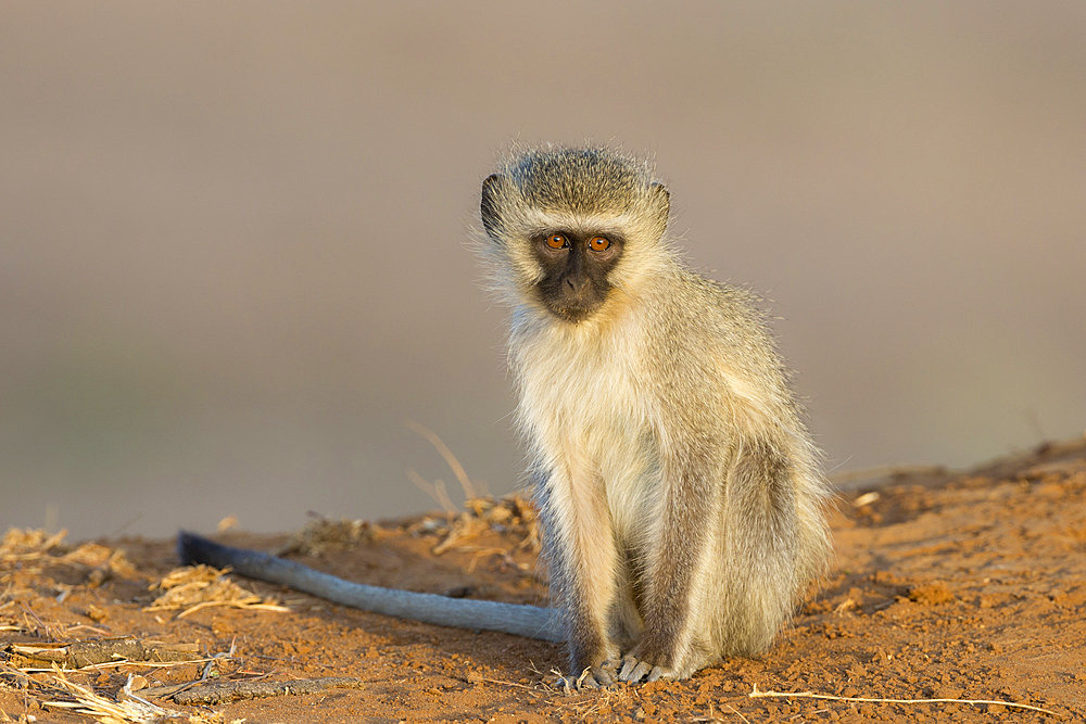 Vervet monkey (Cercopithecus aethiops), Kruger National Park, South Africa, Africa