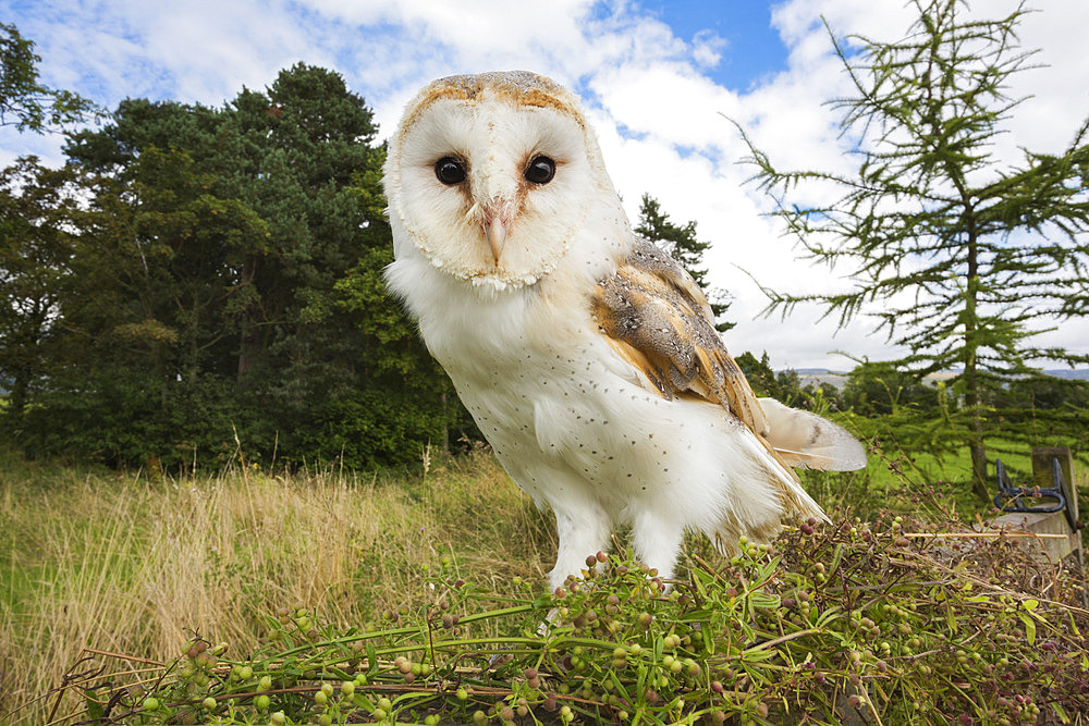 Barn owl (Tyto alba), captive, Cumbria, England, United Kingdom, Europe