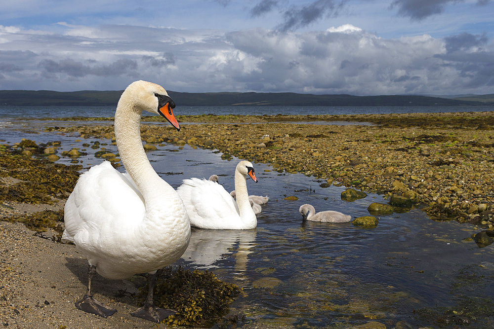 Mute swans (Cygnus olor) on seashore at freshwater stream mouth, Arran, Scotland, United Kingdom, Europe