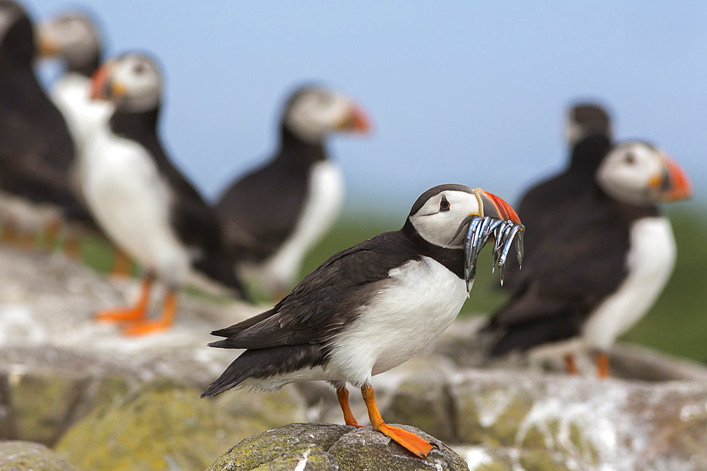 Puffin (Fratercula arctica) with sand eels, Farne Islands, Northumberland, England, United Kingdom, Europe