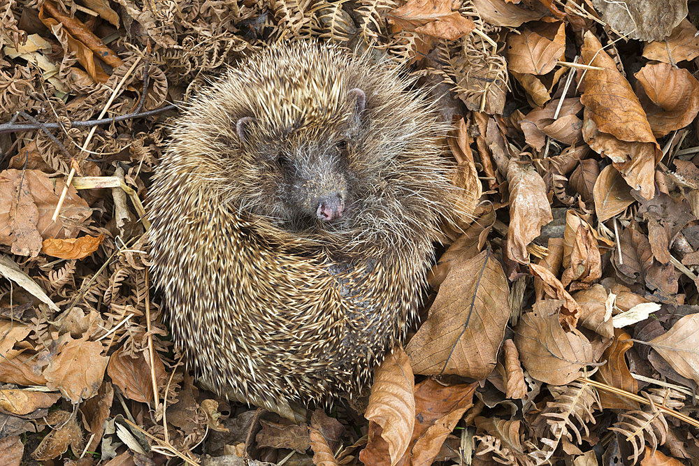 Hedgehog (Erinaceus europaeus)  in autumn leaves, captive, United Kingdom, Europe