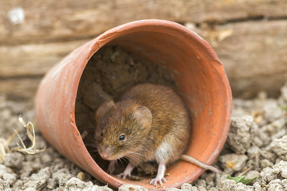 Bank vole (Clethrionomys glareolus), captive, United Kingdom, Europe