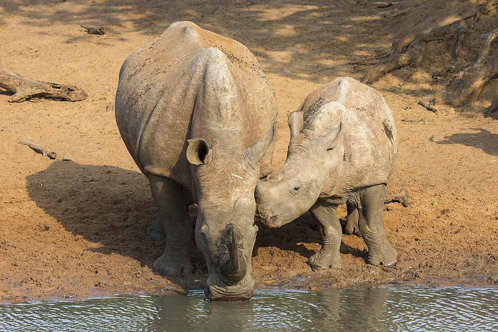 White rhino (Ceratotherium simum) with calf, Kumasinga water hole, Mkhuze game reserve, KwaZulu-Natal, South Africa, Africa