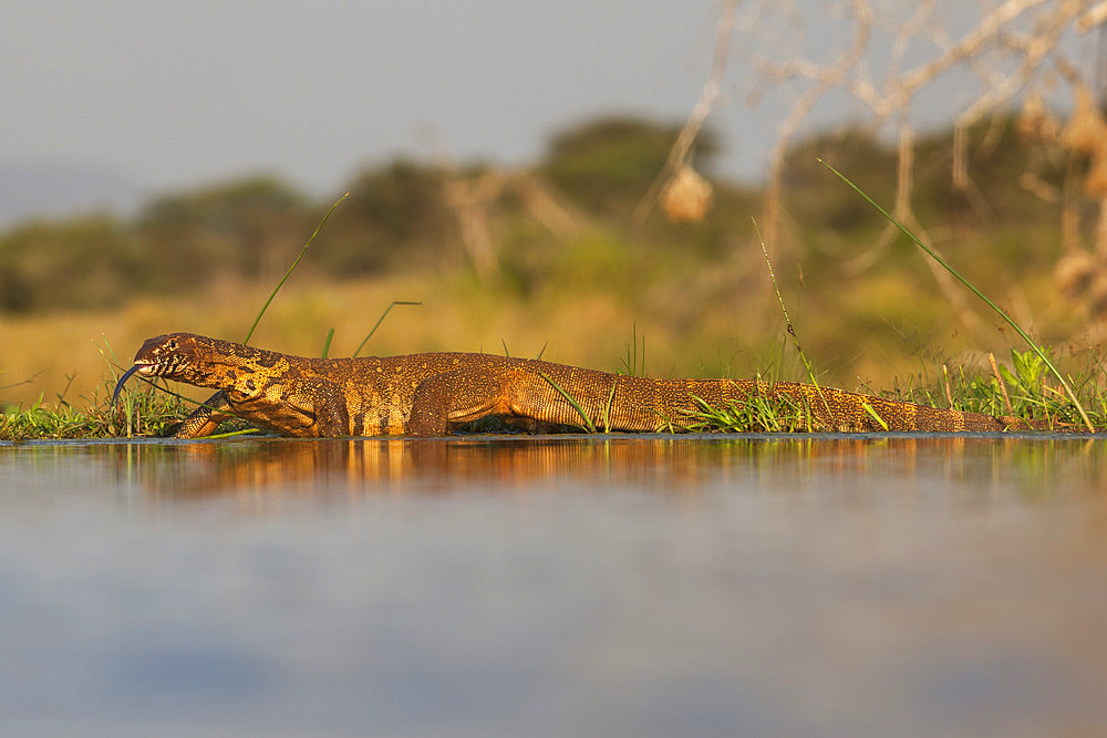 Water monitor (leguaan) (Varanus niloticus), Zimanga private game reserve, KwaZulu-Natal, South Africa, Africa